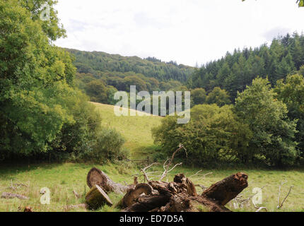 Alten See Fuß am Arlington Court, Barnstaple, Devon, England, UK Stockfoto