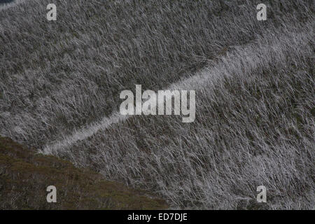 Nachwachsen von den australischen Busch nach verheerenden Buschfeuer in der Nähe von Mount Hawthorn Victoria Australien Stockfoto