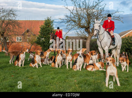 Das Belvoir Hunt, Hund einen Fuchs Pack, treffen für die Weihnachten treffen sich bei Westby in der Nähe von Grantham Lincolnshire 23. Dezember 2014 Stockfoto