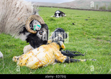 Swaledale Ewe lecken von Neugeborenen Lämmern als ein Schäferhund ein paar Uhren auf. Cumbria, UK Stockfoto