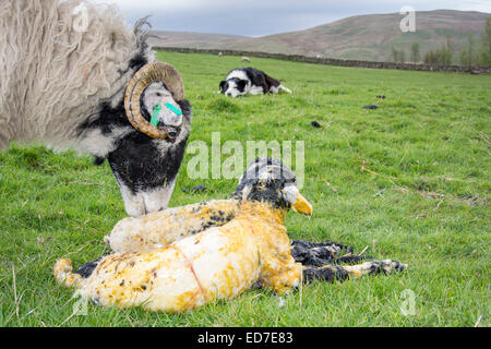 Swaledale Ewe lecken von Neugeborenen Lämmern als ein Schäferhund ein paar Uhren auf. Cumbria, UK Stockfoto