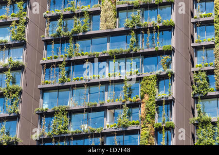 Vertikalen Garten oder lebendige Mauer ist eine Wand mit lebenden Pflanzen auf Wohnhaus, Sydney Australia Stockfoto