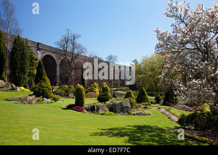Eine Magnolie in voller Blüte in Kilver Court Gardens im Frühling, Shepton Mallet, Somerset, England, UK Stockfoto