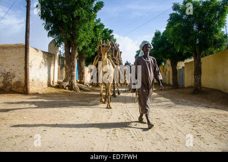 Kamel-Karawane geladen mit Brennholz zu Fuß durch Keren, Eritrea Stockfoto