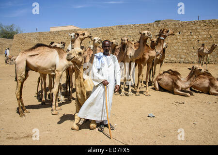 Mann präsentiert seine Kamele für den Verkauf auf dem Kamelmarkt von Keren, Eritrea Stockfoto