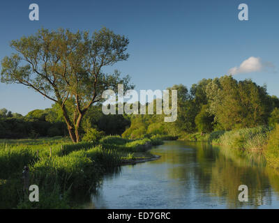 Am frühen Abend Licht am Chalkstream River Avon in Wiltshire England Stockfoto