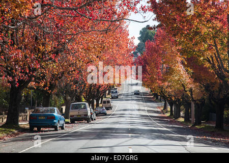 Herbstfärbung Blackheath Central Tablelands New South Wales Australien Stockfoto