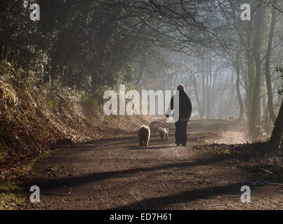 Frau zu Fuß Hunde auf die Camel Trail an einem kalten nebligen winterlichen Tag, Wadebridge, Cornwall, UK Stockfoto