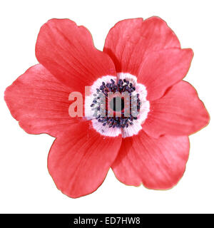 Schöne rote Blume (Anemone Coronaria) auf weißem Hintergrund. Stockfoto