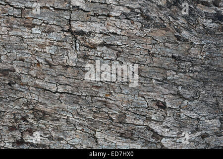 Die trockenen grauen Rinde eines Baumes. Stockfoto
