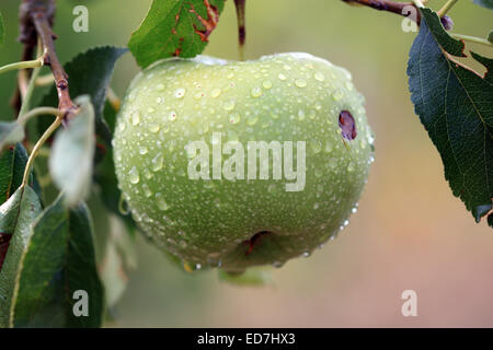 Ein grüner Apfel hängt an einem Zweig mit Blättern. Der Apfel ist nass mit kleinen Wassertropfen. Stockfoto