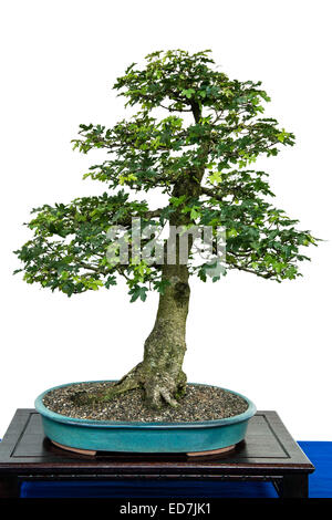 Feldahorn (Acer Campestre) als Bonsai-Baum Stockfoto