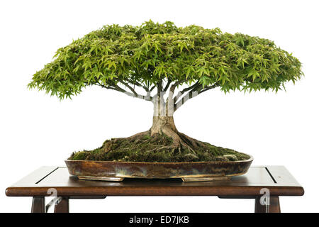 Japanischer Ahorn (Acer Palmatum Kiyohime) als Bonsai-Baum Stockfoto