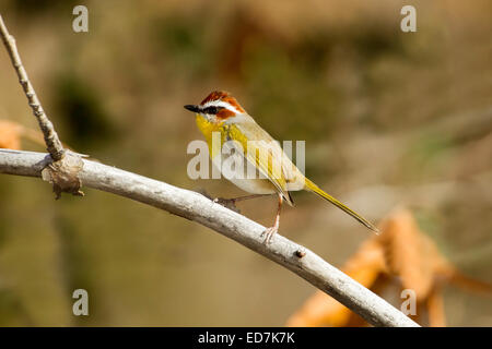 Rufous-capped Warbler Basileuterus Rufifrons Santa Rita Mountains, Pima County, Arizona, USA 30 Dezember Erwachsene Stockfoto