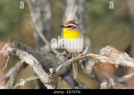 Rufous-capped Warbler Basileuterus Rufifrons Santa Rita Mountains, Pima County, Arizona, USA 30 Dezember Erwachsene Stockfoto