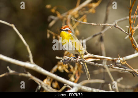 Rufous-capped Warbler Basileuterus Rufifrons Santa Rita Mountains, Pima County, Arizona, USA 30 Dezember Erwachsene Stockfoto