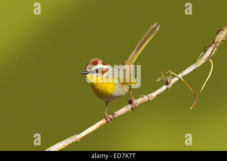 Rufous-capped Warbler Basileuterus Rufifrons Santa Rita Mountains, Pima County, Arizona, USA 30 Dezember Erwachsene Stockfoto