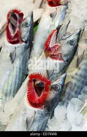 Bonito-Fisch wie Thunfisch, auf dem Display für Verkauf auf Lebensmittelmarkt im Stadtteil Kadiköy auf der asiatischen Seite von Istanbul, Ost-Türkei Stockfoto