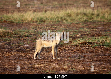 Black-backed Schakal stehen im offenen Boden in Botswana Stockfoto