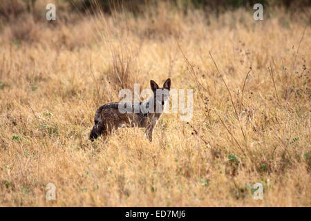 Black-backed Schakal stehen im offenen Boden in Botswana Stockfoto