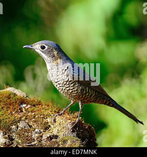 Schöner grauer Vogel, weibliche Kastanie-bellied Rock-Soor (Monticola Rufiventris), stehend auf dem Rock, seitliche Profil Stockfoto