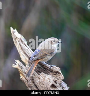 Schöner grauer Vogel, weibliche grau Bushchat (Saxicola Ferreaus), stehend auf das Protokoll, Seite und Rücken Profil Stockfoto