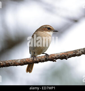 Schöner grauer Vogel, weibliche grau Bushchat (Saxicola Ferreaus), stehend auf das Protokoll, Seite und Rücken Profil Stockfoto