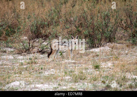 Black-backed Schakal stehen im offenen Boden in Botswana Stockfoto