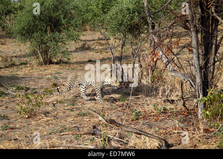 Afrikanischer Leopard auf der Pirsch im Busch in Botswana Stockfoto