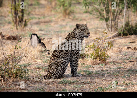 Afrikanischer Leopard leckte seine Lippen während der Jagd auf einer Lichtung im Busch in Botswana Stockfoto