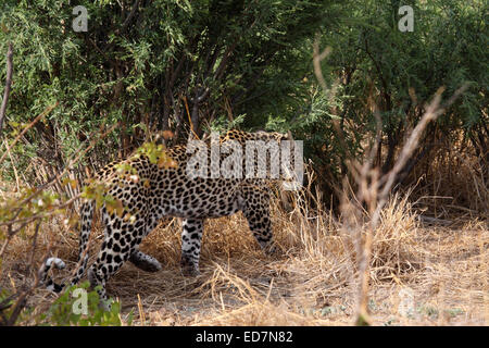 Afrikanischer Leopard auf der Pirsch durch den Busch in Botswana Stockfoto