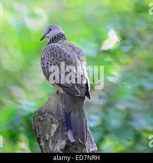 Taube (Streptopelia Chinensis), hocken auf dem Baumstamm entdeckt Profil zurück Stockfoto