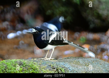 Schöne schwarze und weiße Vogel, weiß-gekrönter Widłogon (Enicurus Leschenaulti), stehend auf dem Rock, seitliche Profil Stockfoto