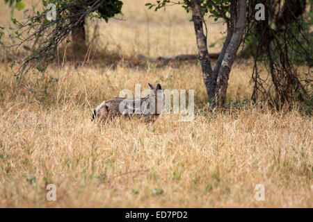 Seite Streifenschakal in Savanne in Botswana Stockfoto