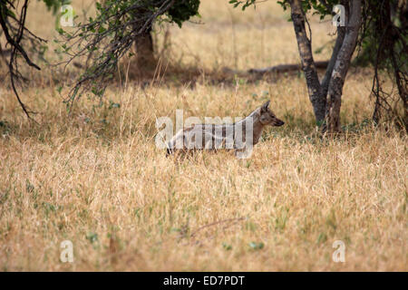 Seite Streifenschakal in Savanne in Botswana Stockfoto