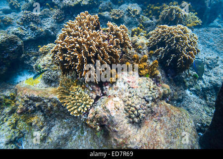 Coral Reef unter Andamanensee im Sommer bei Similan Island Nationalpark Thailand Stockfoto