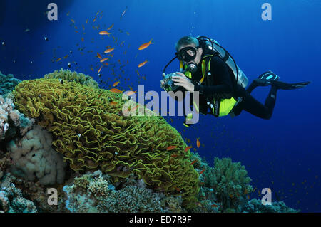 Scubadiver betrachten Pagode Corall oder Disc Coral (Turbinaria Mesenterina) roten Meer, Ägypten, Afrika Stockfoto