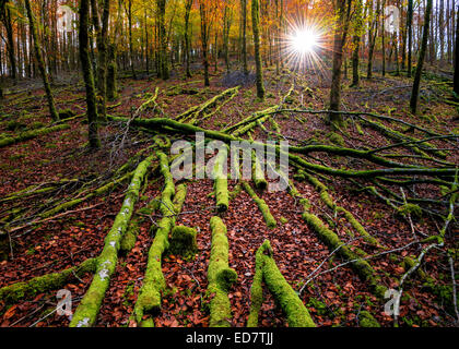 Herbstlichen Wald an der ersten Ampel. Stockfoto