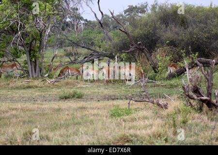 Roten Letschwe Ewe Herde im feuchten Grünland in Botswana Stockfoto