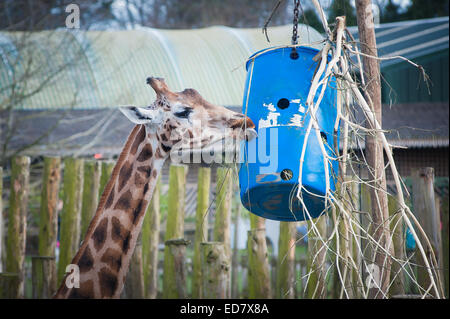 Giraffe füttern im Safari-park Stockfoto