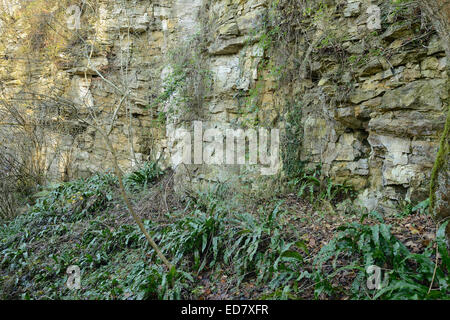 Stillgelegten Cotswold Kalksteinbruch, Coaley Peak mit Hartstongue Farne - Asplenium scolopendrium Stockfoto