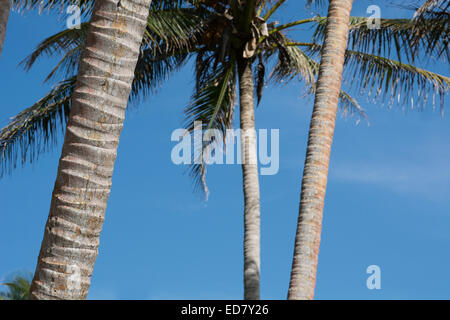 Melanesien, Papua-Neu-Guinea, Bismarck Seegebiet, Tuam Insel. Detail der Palmenstämmen mit blauem Himmel. Stockfoto