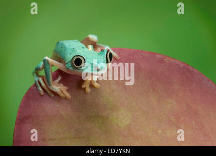 Lemur Blatt Frosch thront am Rand des Blattes Stockfoto