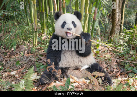 Junge Giant Panda Essen Bambussprossen im Bambuswald Stockfoto