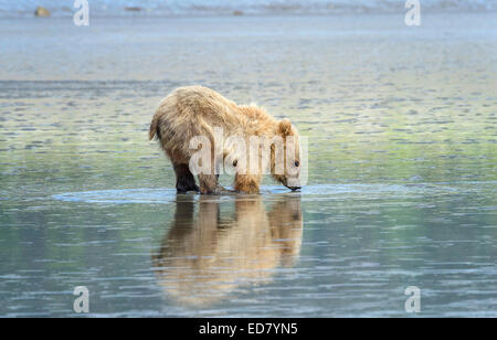 Young Brown Bear Cub graben tief für Muscheln Stockfoto