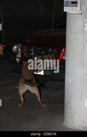 Menomonee Falls Police k-9 die Drogen an der Vorderseite ein Auto gefunden und belohnt mit seinem weißen Spielzeug Stockfoto