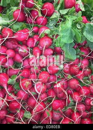 Frische, knackige rote Radieschen zum Verkauf an einem Marktstand Produkt Bauern Stockfoto