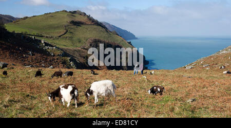 Wildziegen und Wanderer, Tal der Felsen, Lynton, North Devon, England, UK. Stockfoto