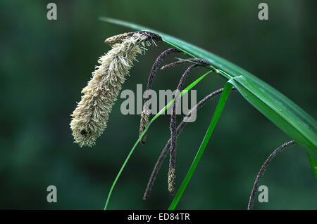 Hängende Segge UK Stockfoto