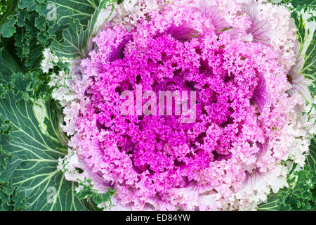 Rosa dekorative Kohl, Makro-Foto mit selektiven Fokus Stockfoto